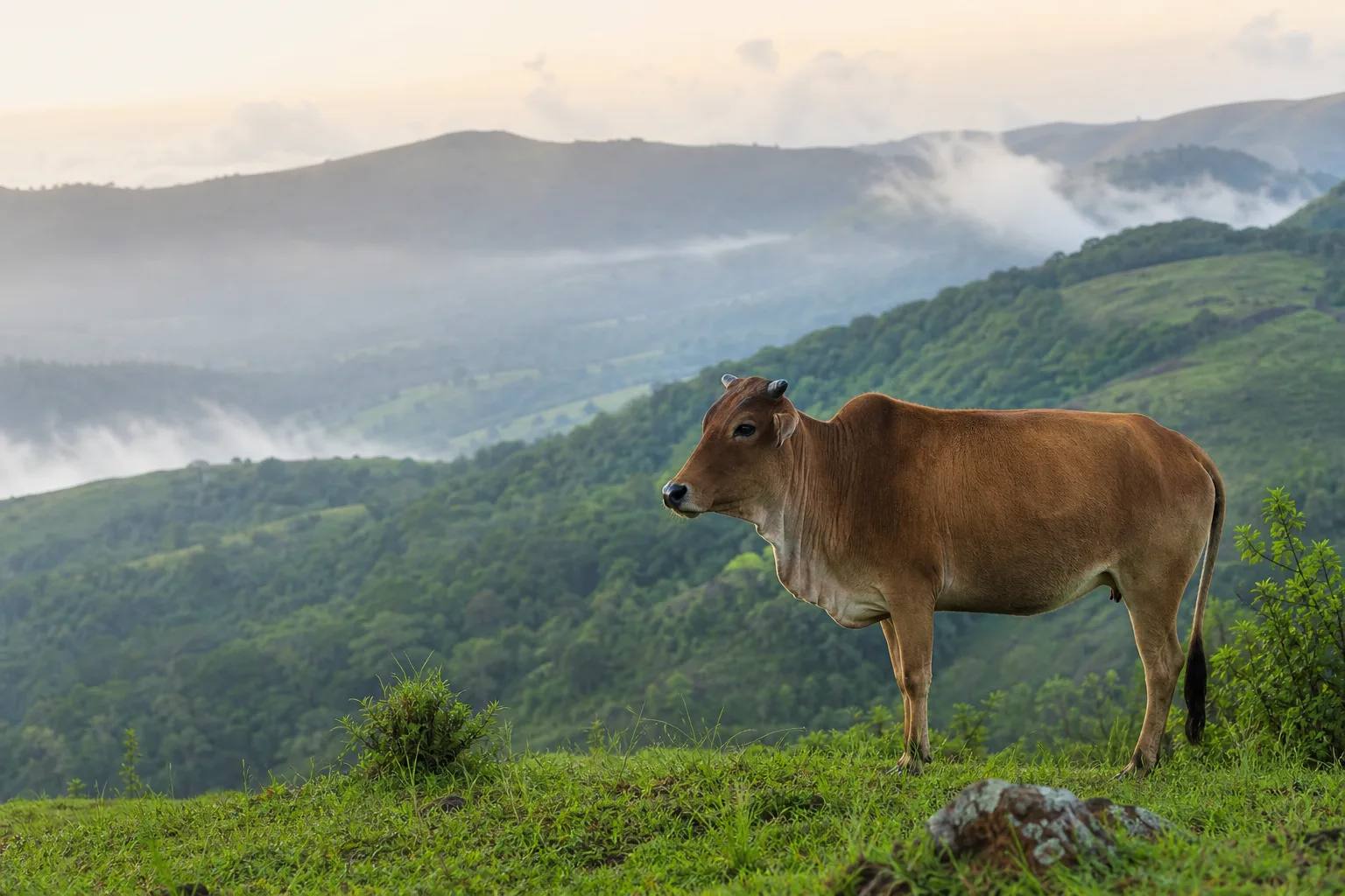 Indigenous Indian cow grazing in misty Western Ghats pasture
