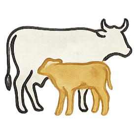 Calf first icon