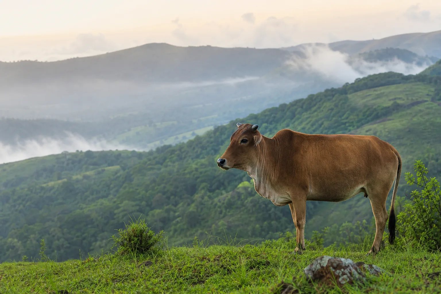 Indigenous Indian cow grazing in misty Western Ghats pasture
